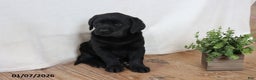 Labrador Retriever dogs for sale: Pumpkin - Ad 3