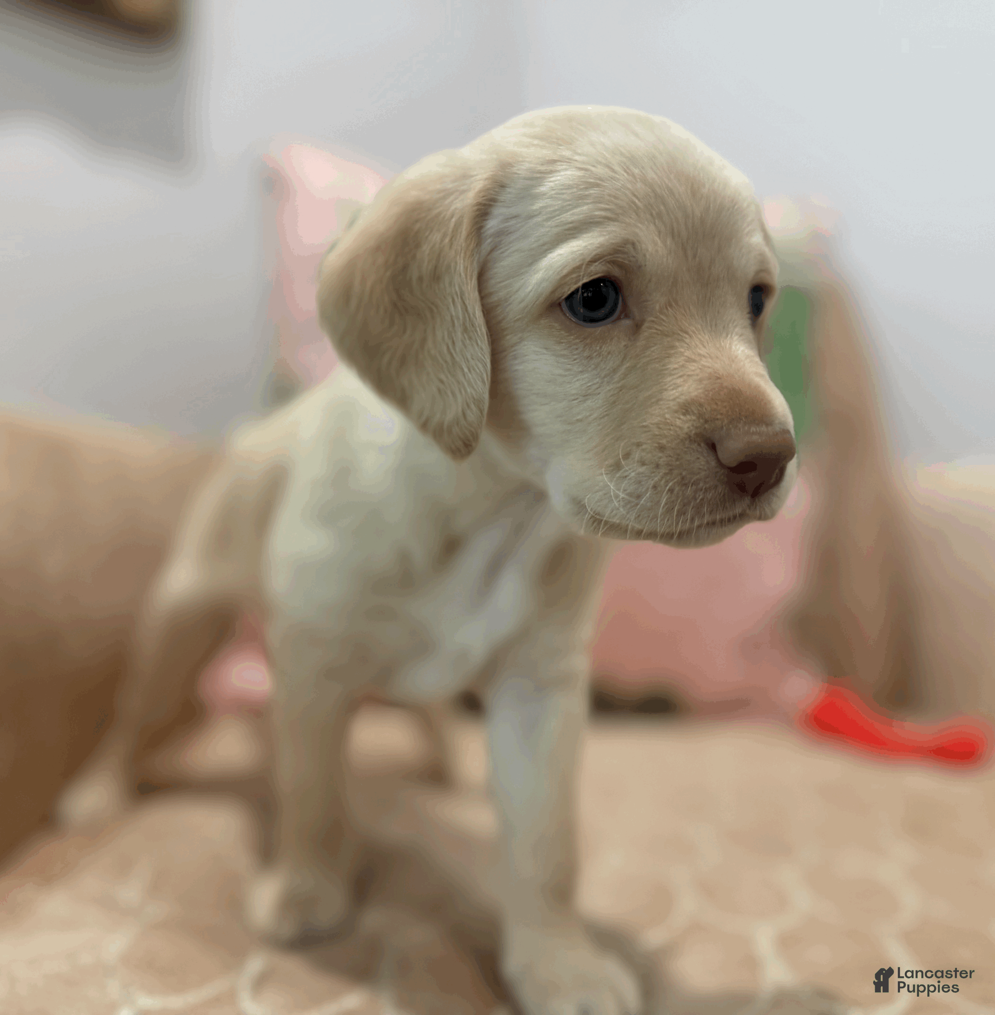 Labradoodle dogs for sale: Edith - Ad 3