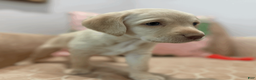 Labradoodle dogs for sale: Edith - Ad 1