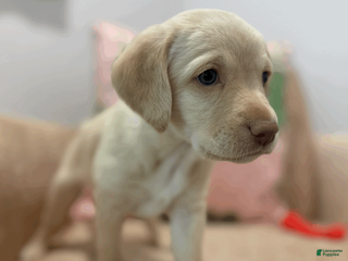 Labradoodle dogs for sale: Edith - Ad 3