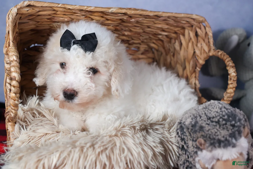 Bichpoo dogs for sale: Carmel - Ad 11