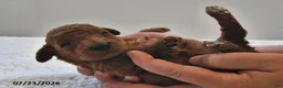Mini Goldendoodle dogs for sale: Teddy - Ad 4