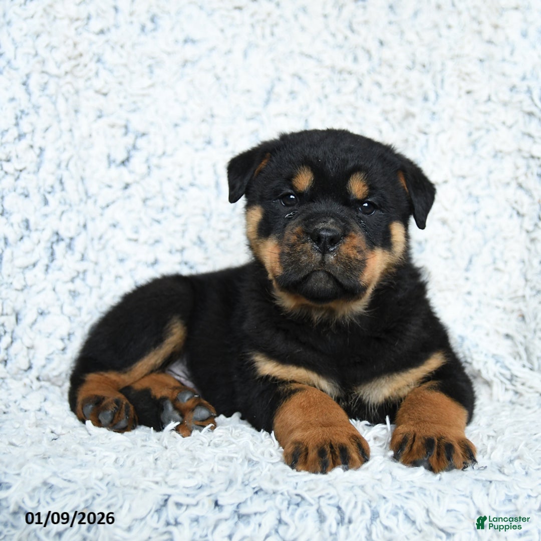 Rottweiler dogs for sale: Scout - Ad 2