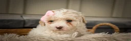 Miniature Poodle dogs for sale: Jett 🐾  - Ad 20
