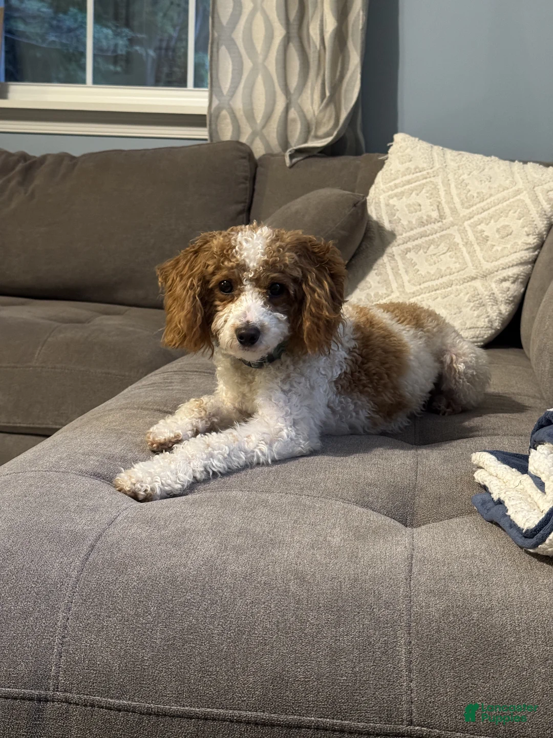 Miniature Poodle dogs for sale: Lacey - Ad 2