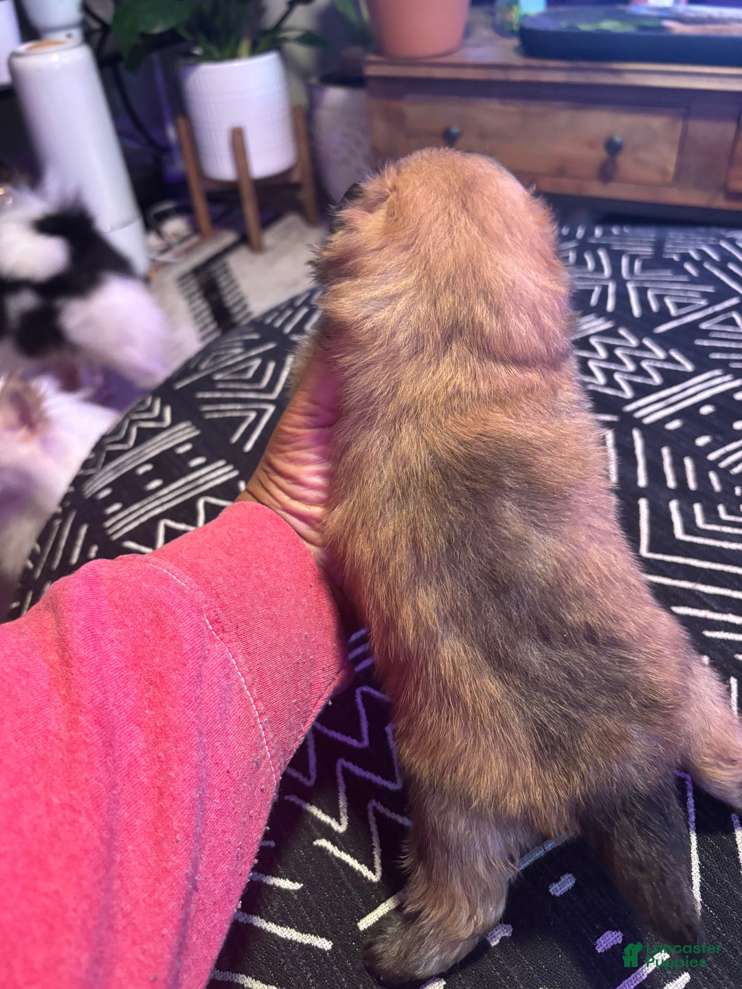 Pomeranian dogs for sale: Chloe - Ad 4