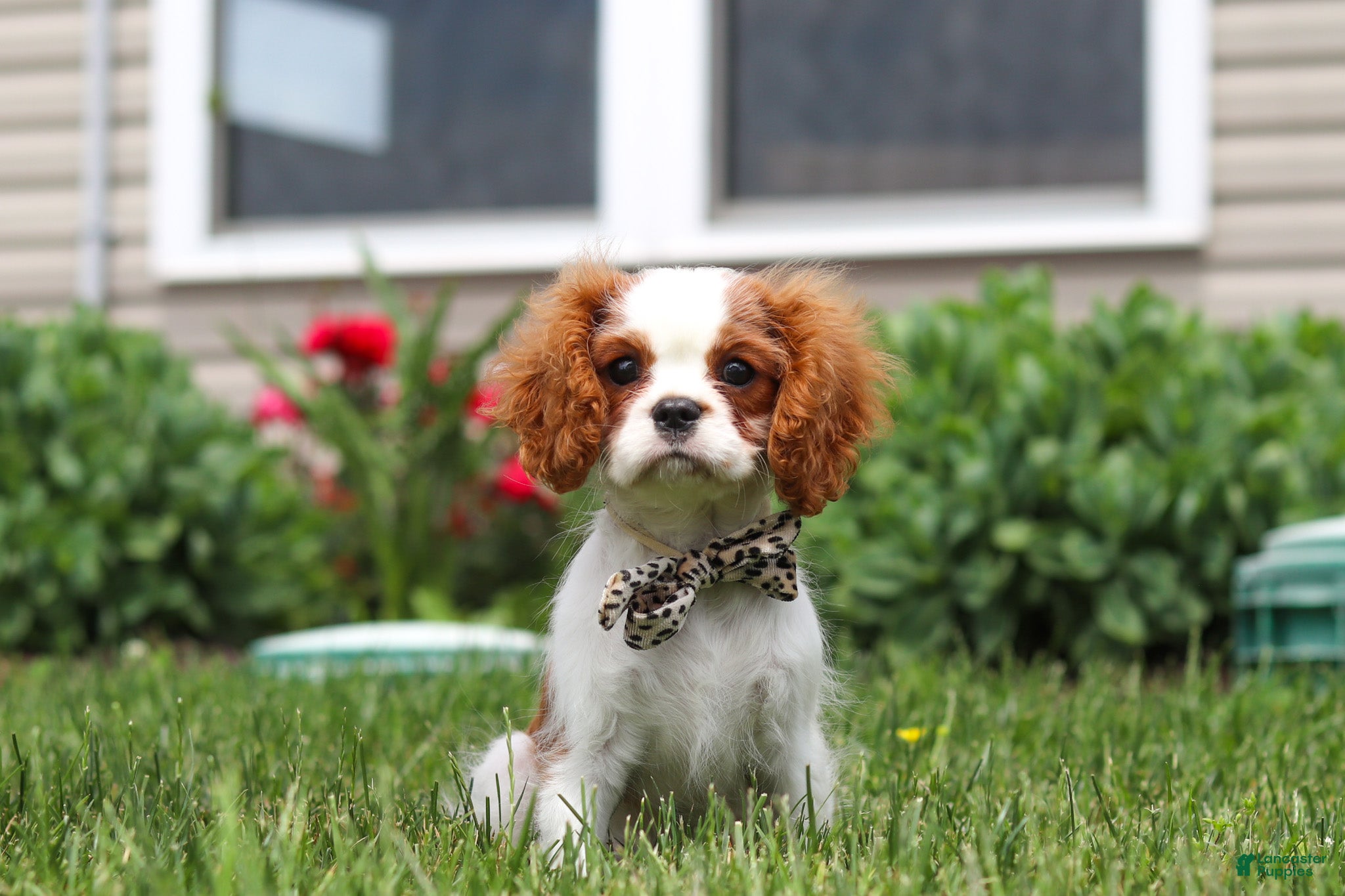 Cavalier King Charles Spaniel dogs Oliver - Ad 1