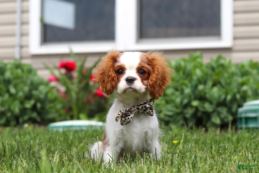 Cavalier King Charles Spaniel dogs for sale: Oliver - Ad 1
