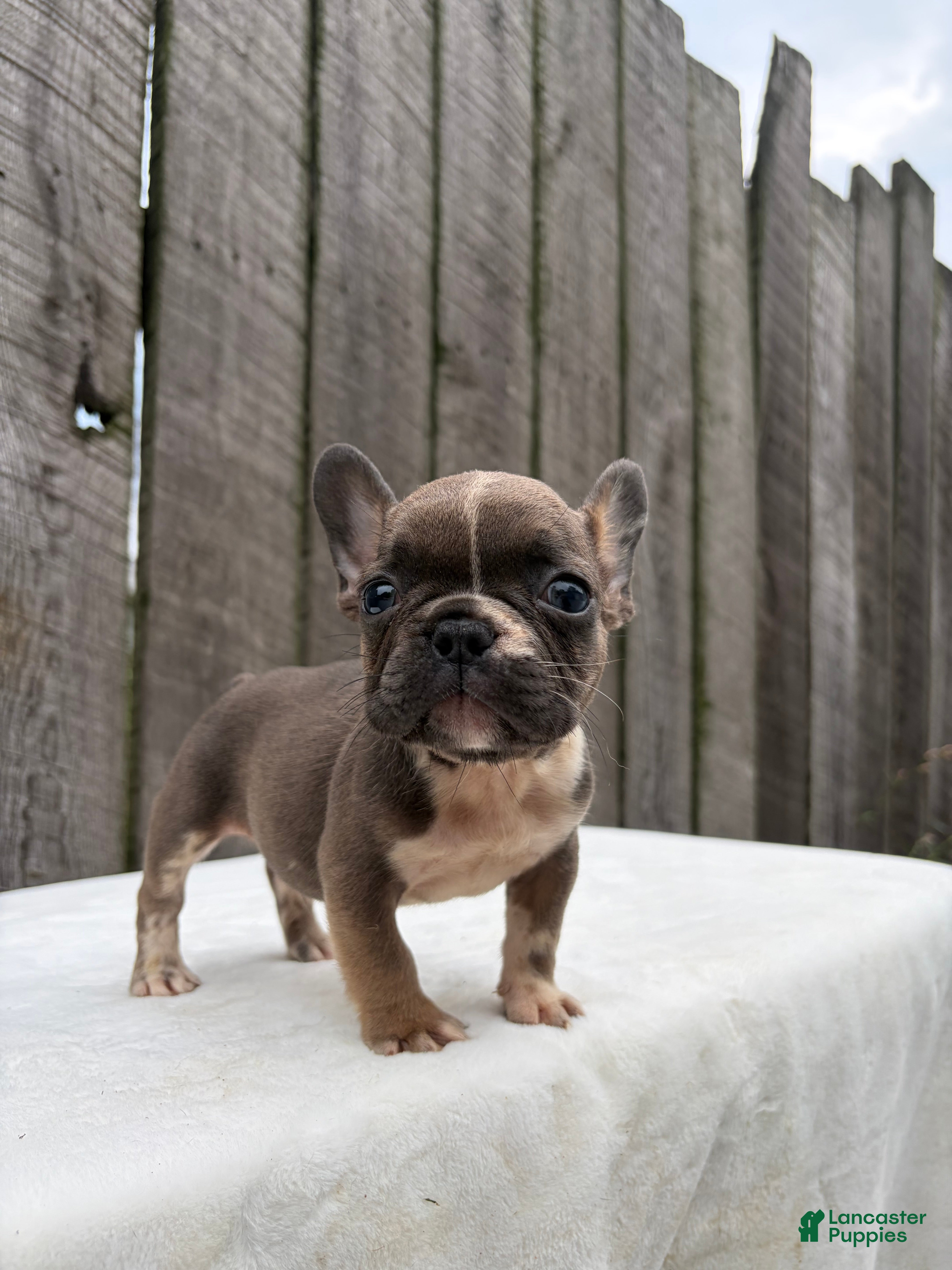 French Bulldog dogs Brantley - Ad 2