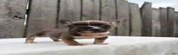 French Bulldog dogs for sale: Brantley - Ad 2