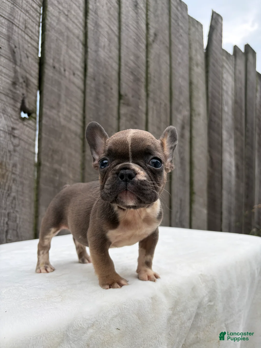 French Bulldog dogs for sale: Brantley - Ad 2