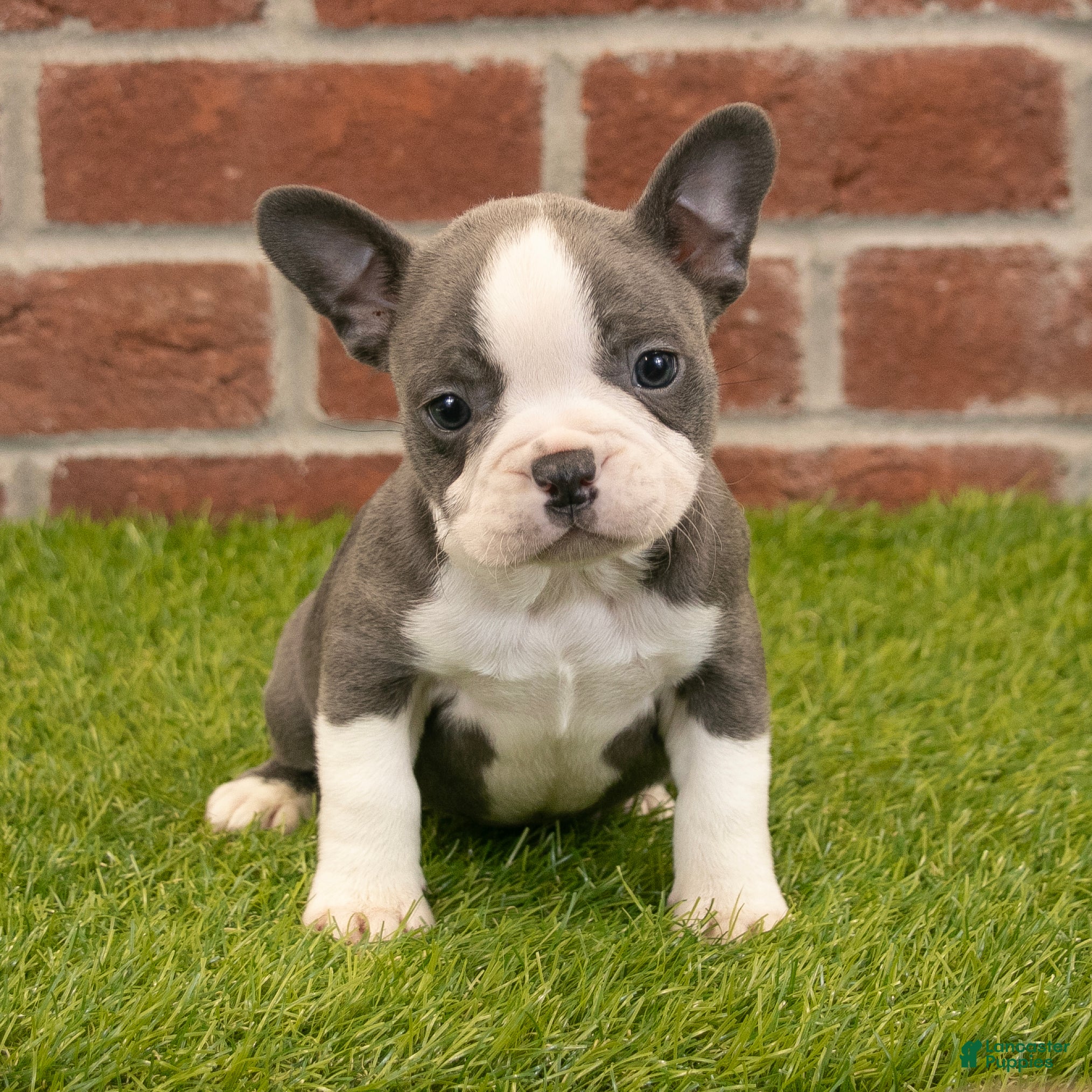 Frenchton dogs Harry - Ad 2