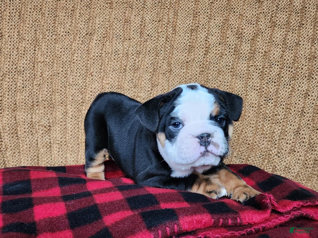 English Bulldog dogs for sale: Easton - Ad 9