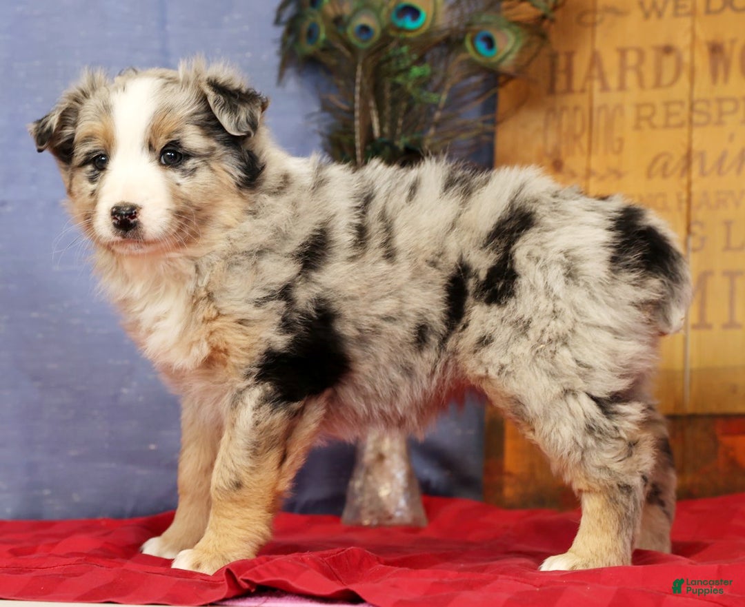 Miniature Australian Shepherd dogs for sale: Shelby - Ad 4