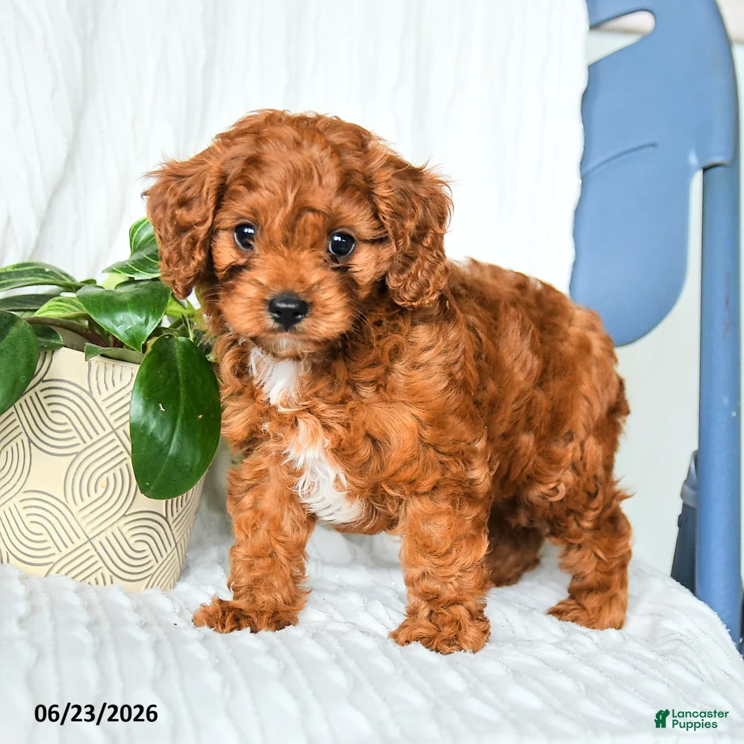Cavapoo dogs for sale: Fernando - Ad 1