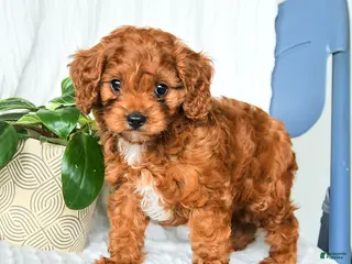 Cavapoo dogs for sale: Fernando - Ad 1