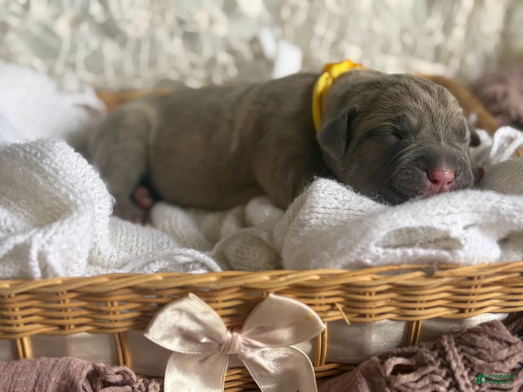 Cane Corso dogs for sale: Cane Corso Puppy 8 - Ad 2