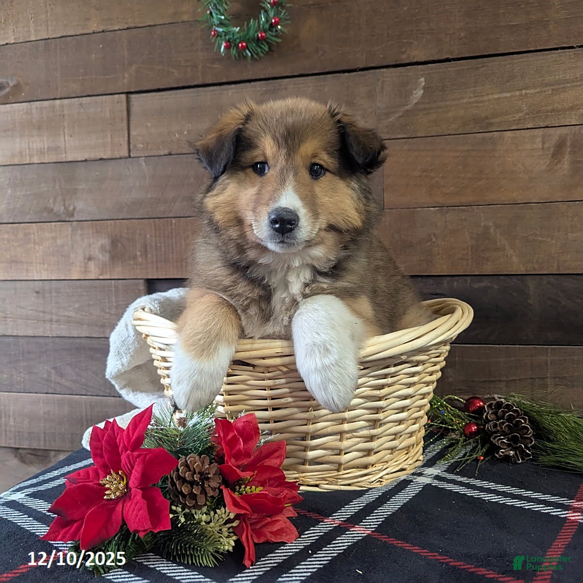 Mixed Breed dogs Addie - Ad 37