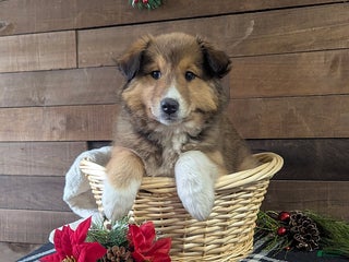 Mixed Breed dogs Addie - Ad 21