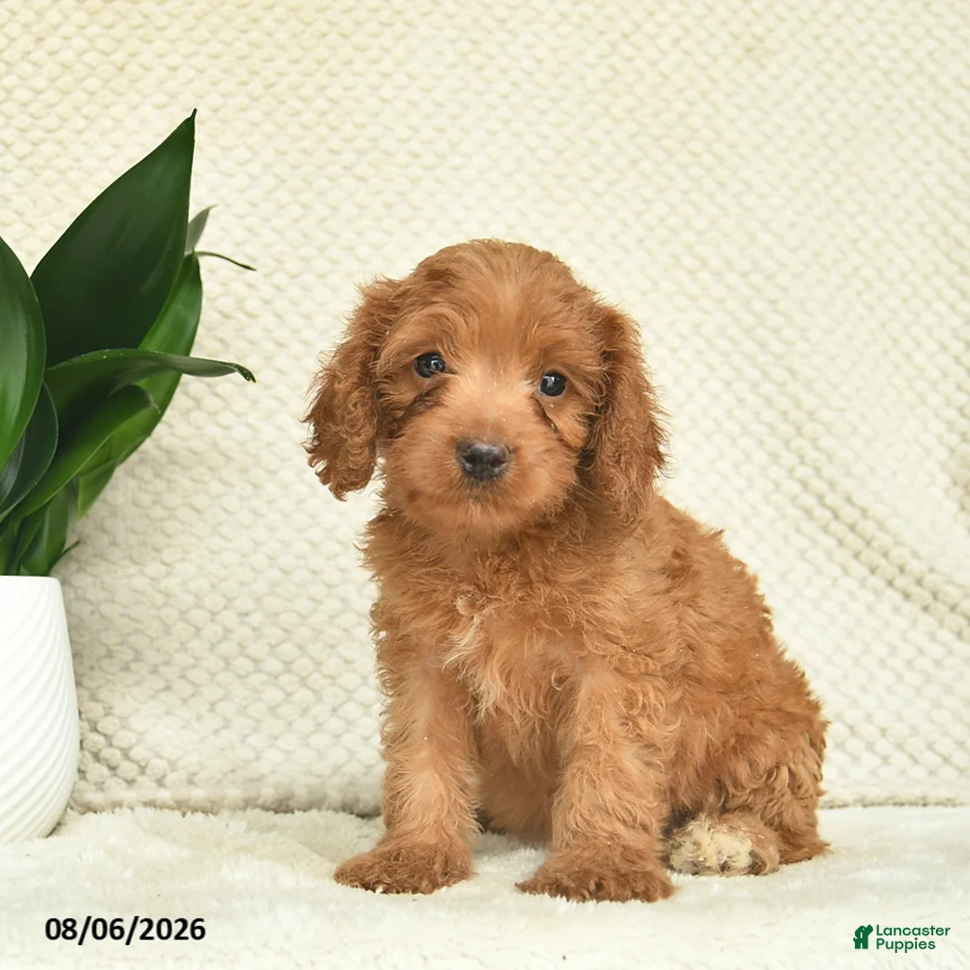 Cavapoo dogs for sale: Rocket  - Ad 3
