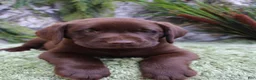 Labrador Retriever dogs for sale: Woody - Ad 4