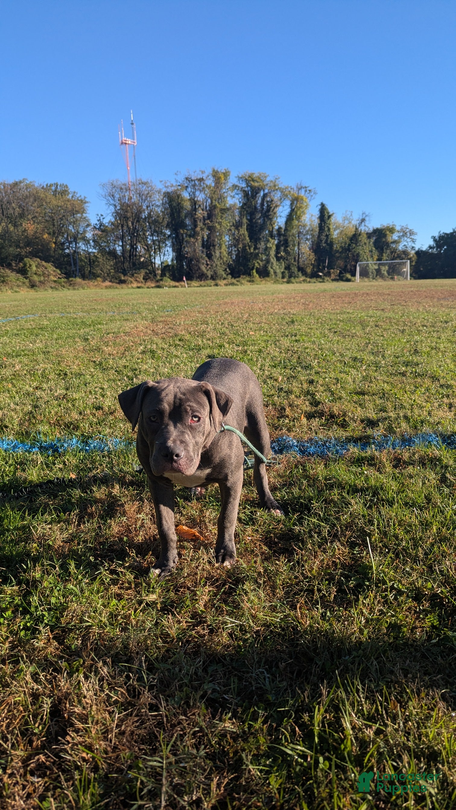 American Bully dogs Venus - Ad 2