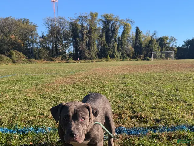 American Bully dogs for sale: Venus - Ad 2