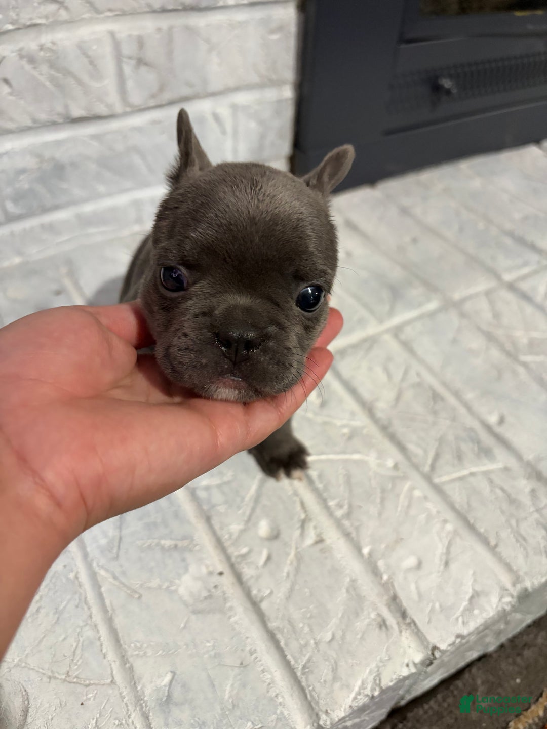 French Bulldog dogs for sale: Socks - Ad 1