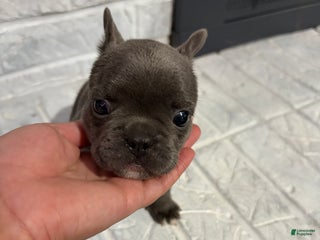 French Bulldog dogs Socks - Ad 7