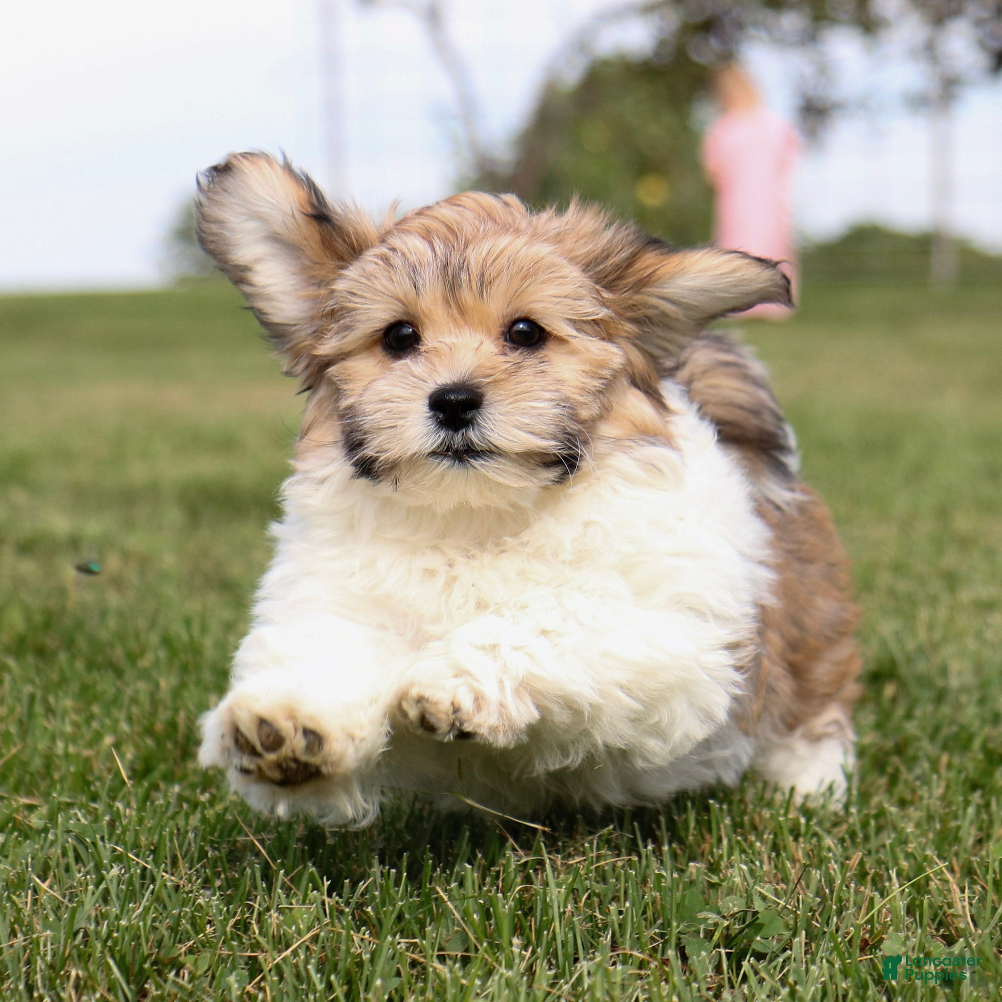 Teddy Bear dogs Cindy Teddy Bear  - Ad 1