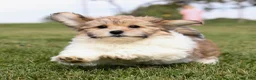 Teddy Bear dogs for sale: Cindy Teddy Bear  - Ad 1