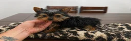 Yorkshire Terrier dogs for sale: Winston  - Ad 1