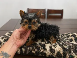 Yorkshire Terrier dogs for sale: Winston - Ad 2