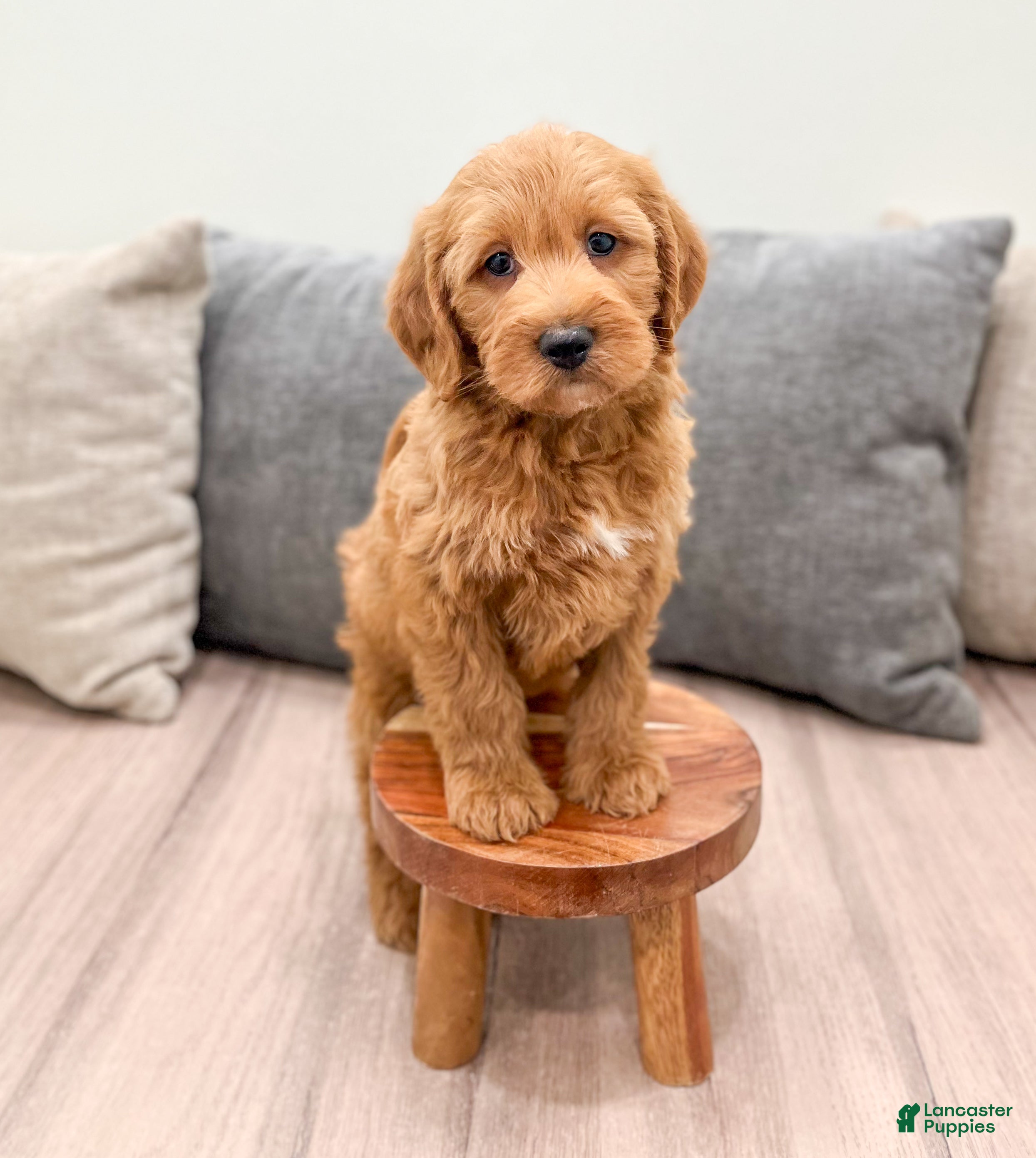 Labradoodle dogs Jasper - Ad 2