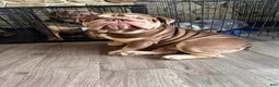 English Bulldog dogs for stud: Dubs  - Ad 2