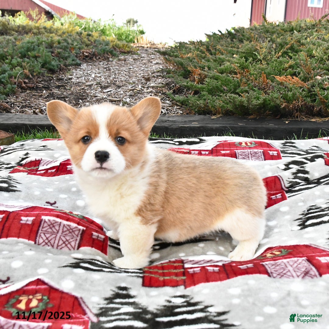Welsh Corgi Pembroke dogs for sale: Able - Ad 2