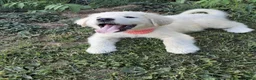 Great Pyrenees dogs for sale: Keilah  - Ad 10