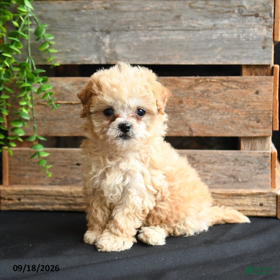 Mixed Breed dogs Tommy - Ad 1