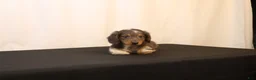 Dachshund dogs for sale: Oscar - Ad 4