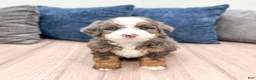 Mini Bernedoodle dogs for sale: Oscar - Ad 6