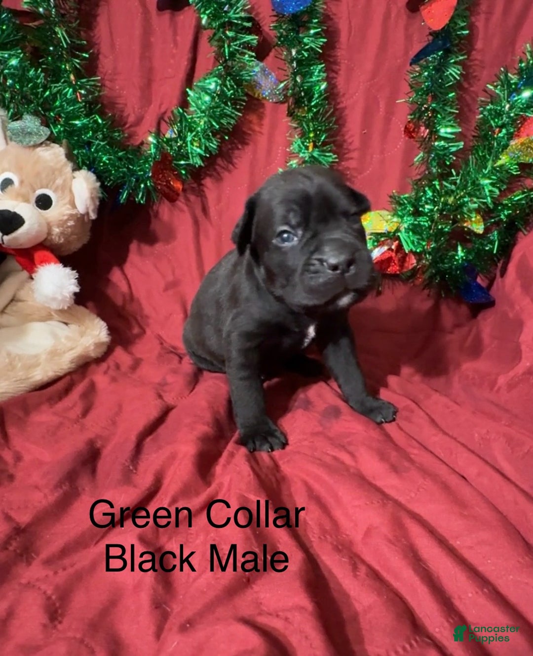 Cane Corso dogs for sale: Green - Ad 2