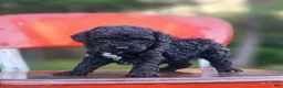 Mini Bernedoodle dogs for sale: Midnight  - Ad 10