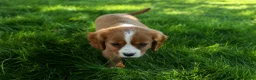 Cavalier King Charles Spaniel dogs for sale: Frankie 🐶 - Ad 5