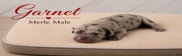 Great Dane dogs for sale: Garnet - Ad 3