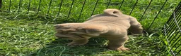 Shar Pei dogs for sale: Lyla - Ad 4