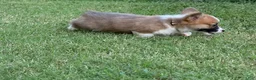 Welsh Corgi Pembroke dogs for sale: Full AKC - Ad 15