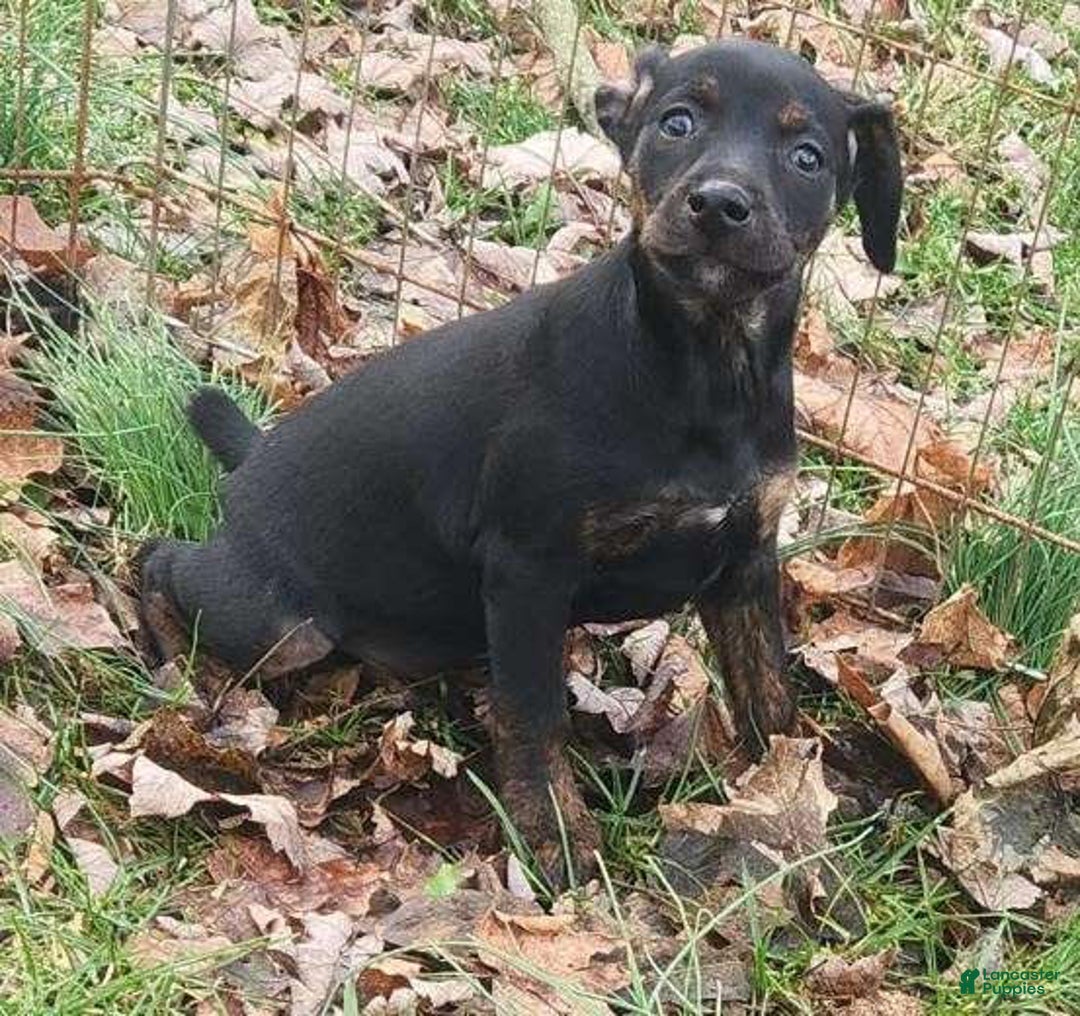 Miniature Pinscher dogs for sale: Daisy - Ad 6