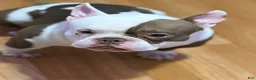American Bully dogs for stud: APOLLO CREED 💦🧬 - Ad 1