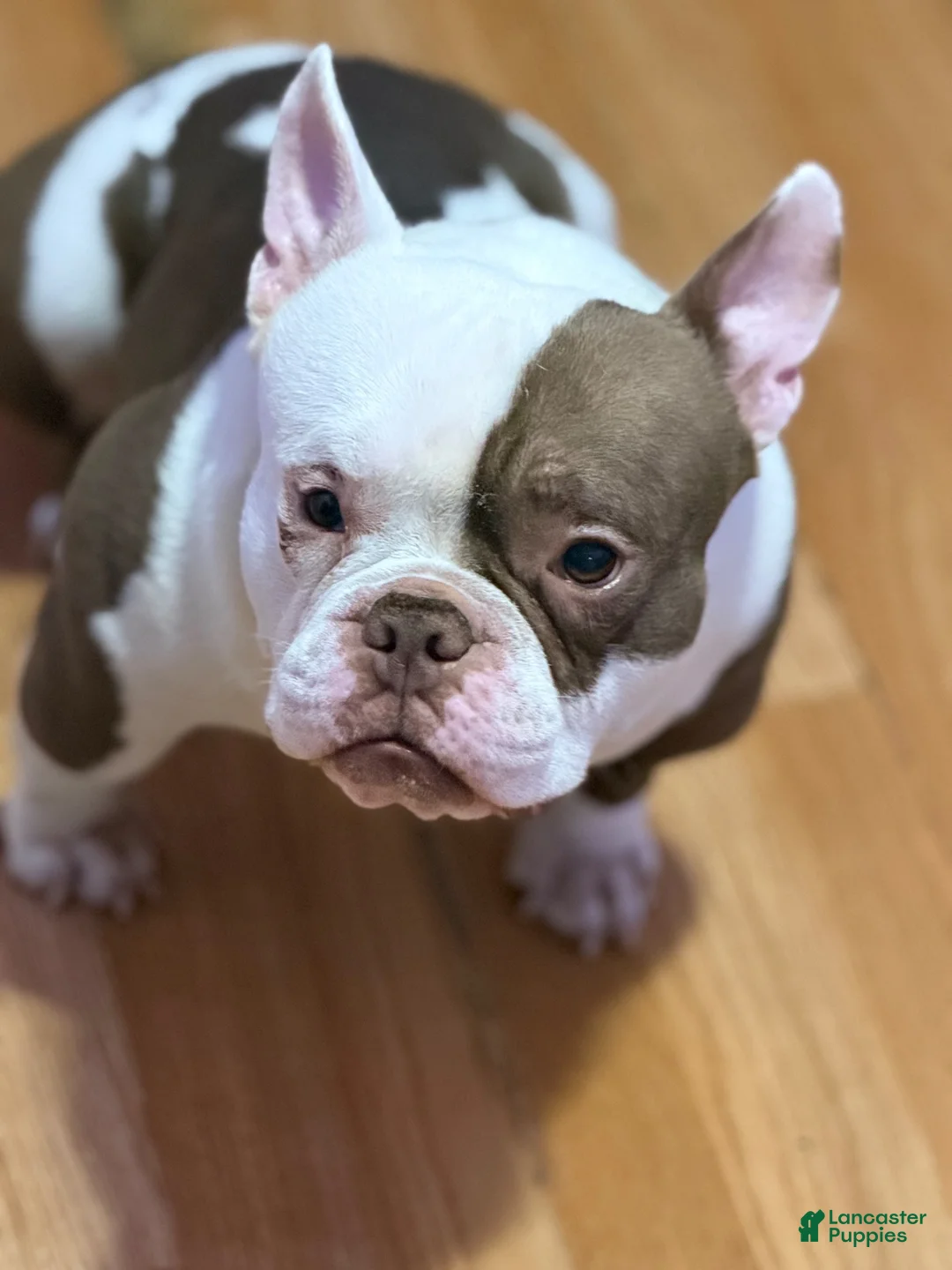American Bully dogs for stud: APOLLO CREED 💦🧬 - Ad 1