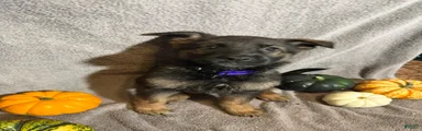 Emily (Purple Collar Female) 
